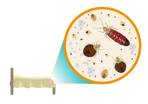 bed bug control atlanta