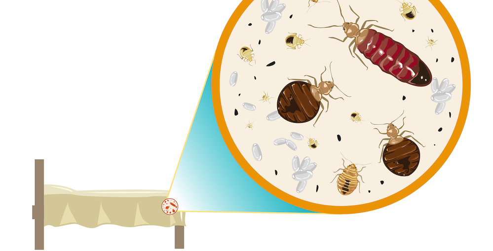 So You Think You Have Bed Bugs. Now What?