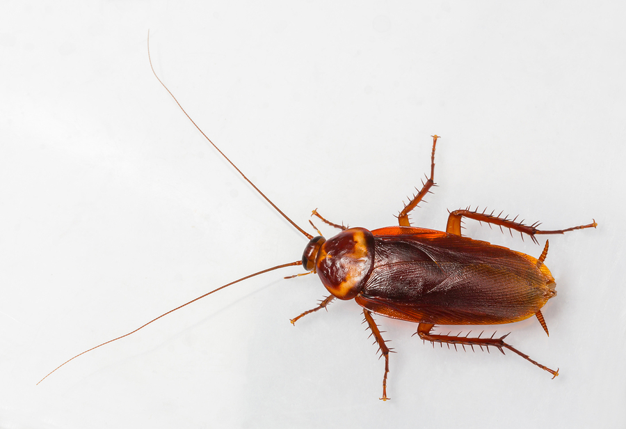 An American Cockroach with a gray background