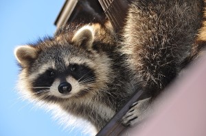 raccoon removal atlanta