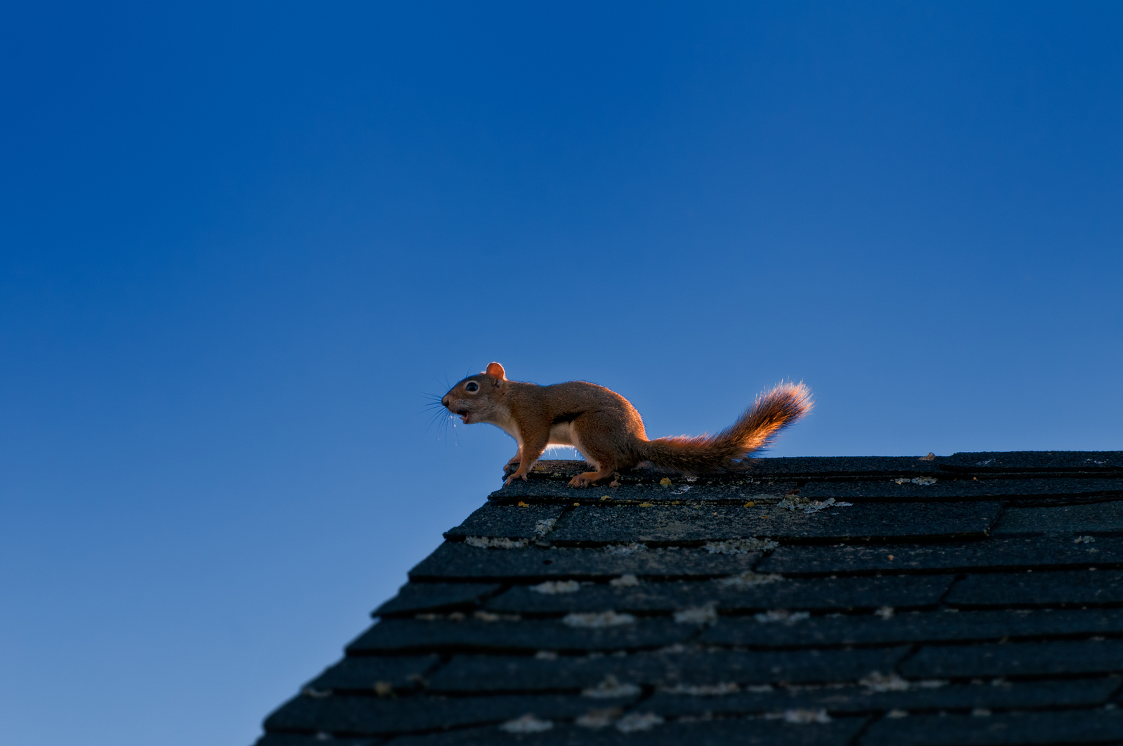 4 Ways to Get Rid of Squirrels in the Attic