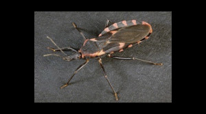 kissing bug