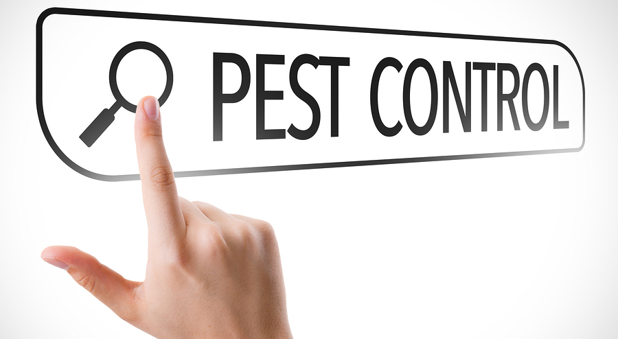 How to Choose a Pest Control Company
