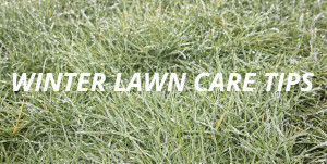 wet lawn with text: winter lawn care tips