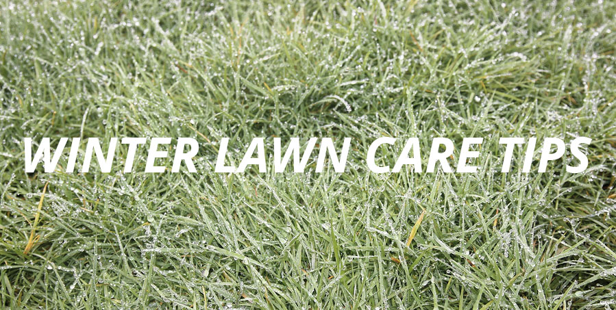 wet lawn with text: winter lawn care tips
