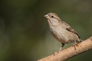 sparrow bird control