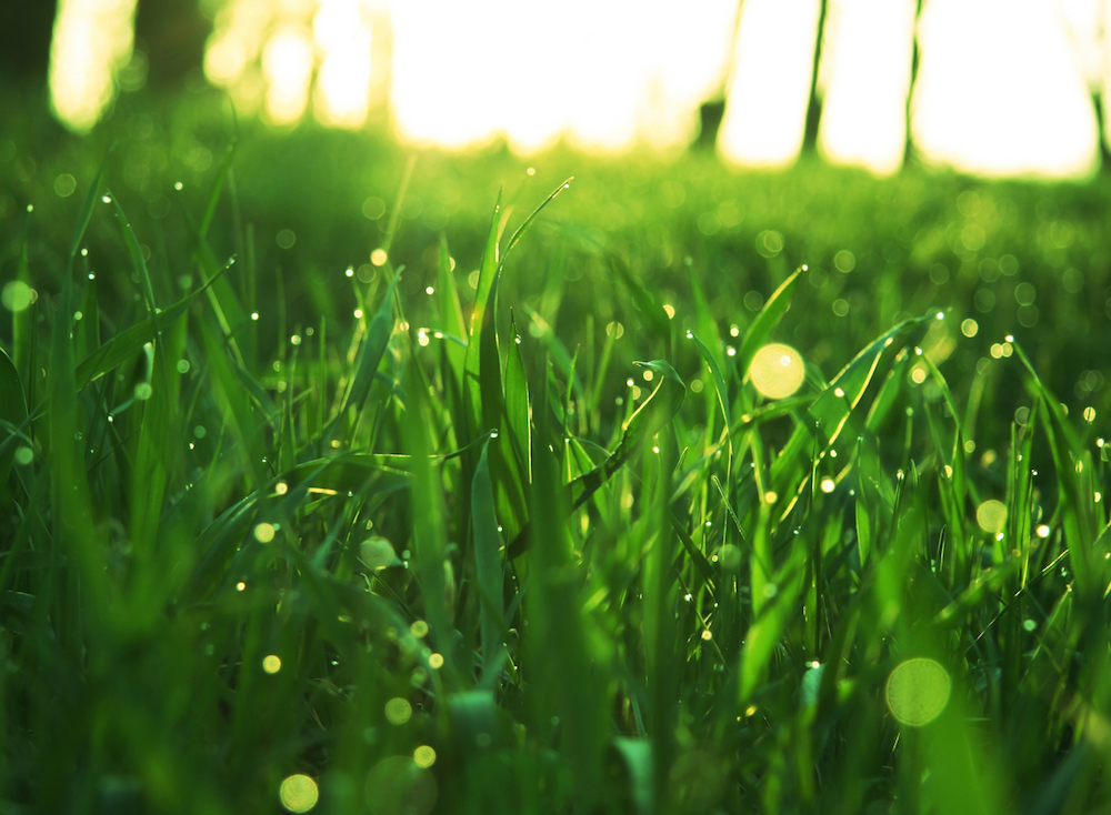 images of lawn care