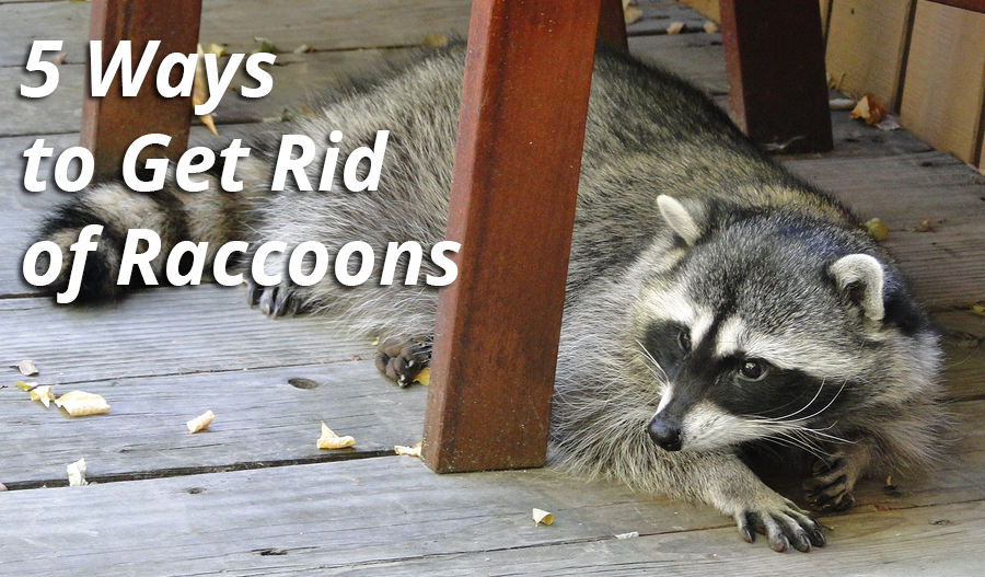 Raccoon laying on a deck with a trail of breadcrumbs with the text: 5 ways to get rid of raccoons