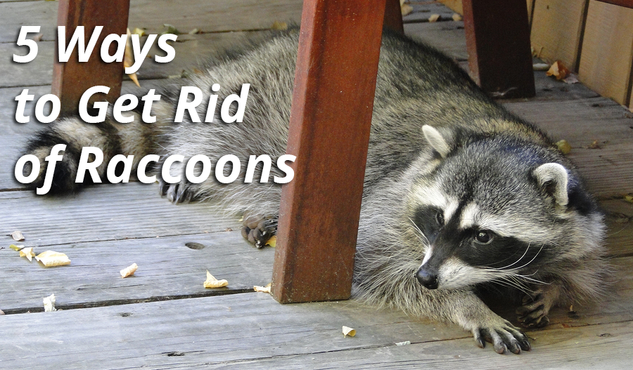 get rid of raccoons