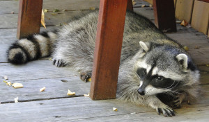 get rid of raccoons