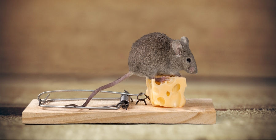 mouse standing on a piece of cheese on a mousetrap