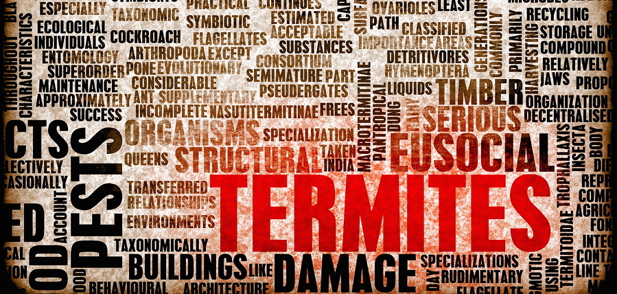 Spring Swarmers: How to Prepare for Termite Season