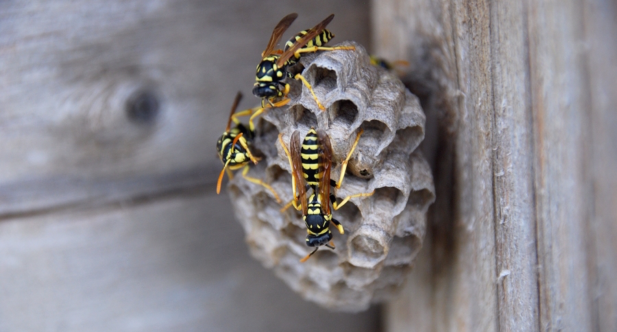 Bzzzzzzz: It’s Bee Season!