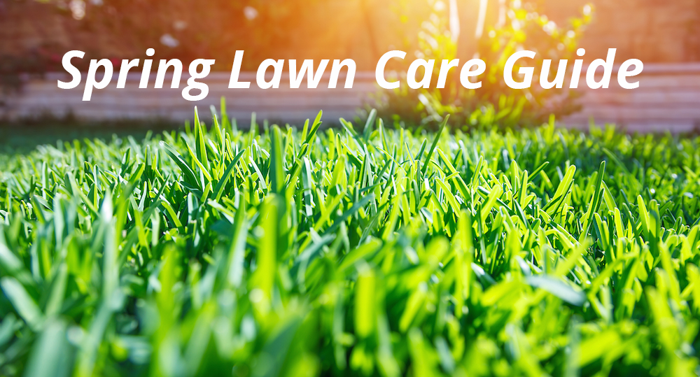Green lawn at sunrise with text: spring lawn care guide