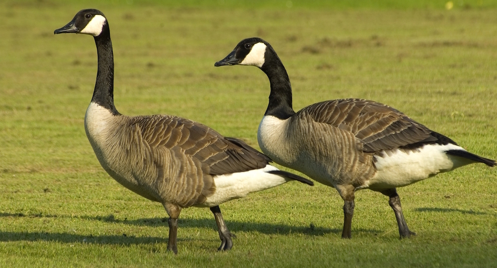 Canadian Geese bird control atlanta