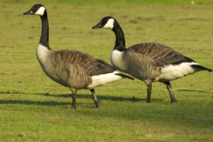 Canadian Geese bird control atlanta