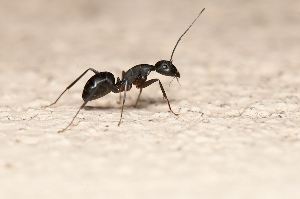 Carpenter ant