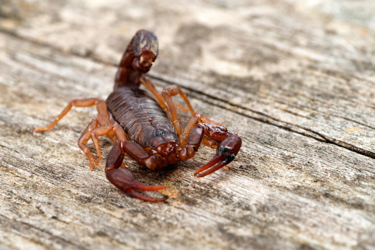 Scorpions Identification Environment Threats Treatment