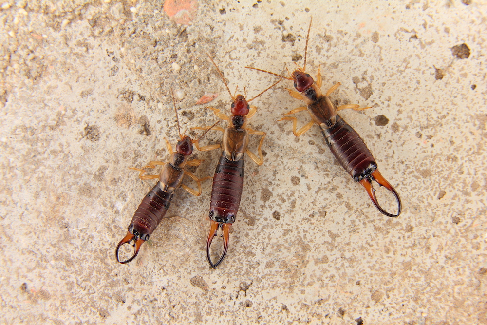 Earwigs