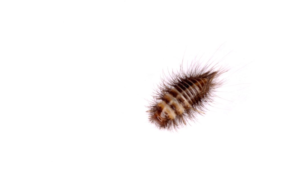 Carpet Beetles Treatment & Control