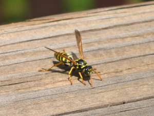 yellow jacket