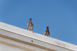 pigeons