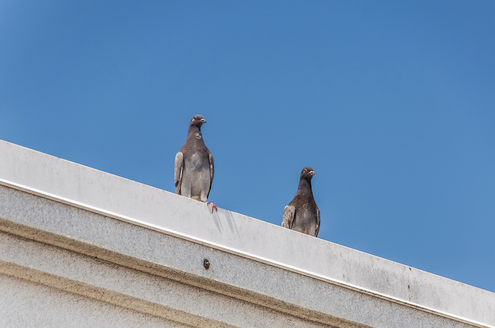 pigeons