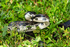 Rat Snake