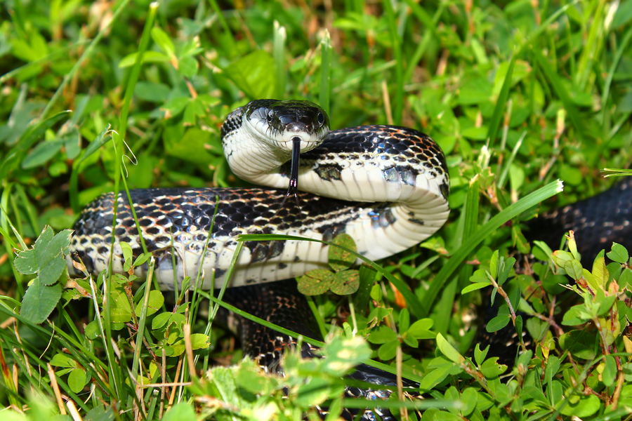 A rat snake in a bed of grass