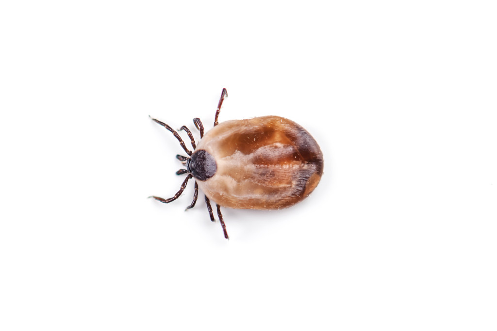 ticks