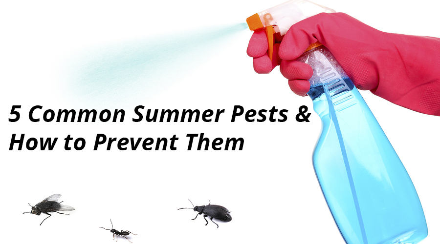 5 Common Summer Pests & How to Prevent Them