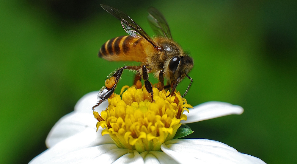 Honey bee pollinating a white flower