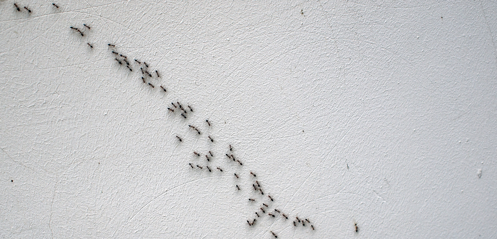 overhead view of a chain of ants
