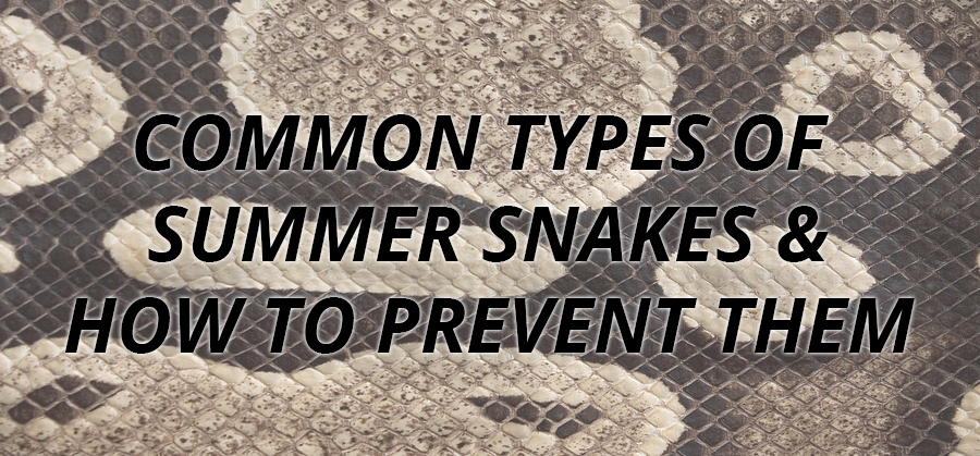 common types of summer snakes and how to prevent them