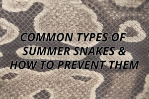 common types of summer snakes