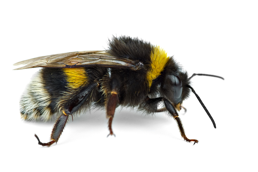 How to Get Rid of Bumble Bees - DIY Pest Control