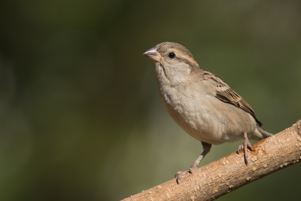 sparrows