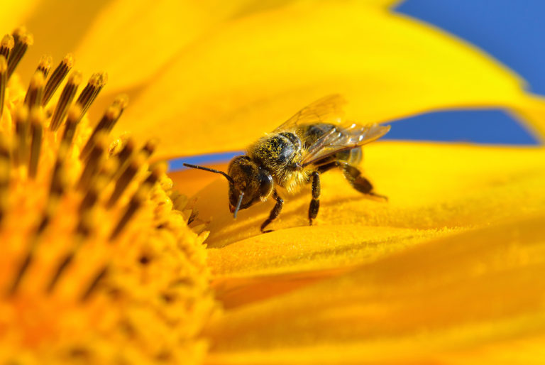 Honeybees Identification Threats Treatment
