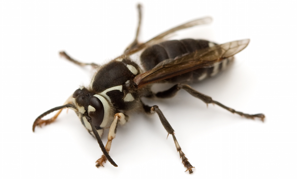 Baldfaced Hornet