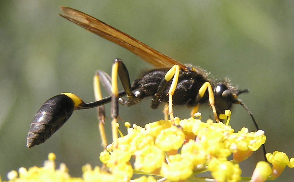 Mud dauber Mud dauber