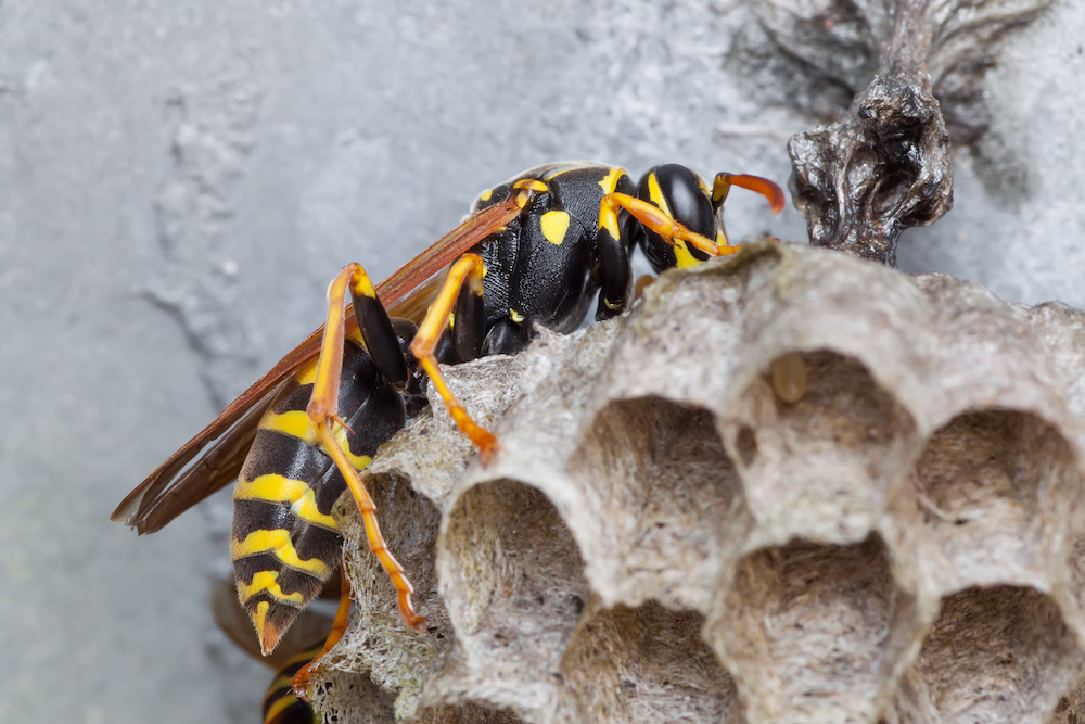 paper wasp