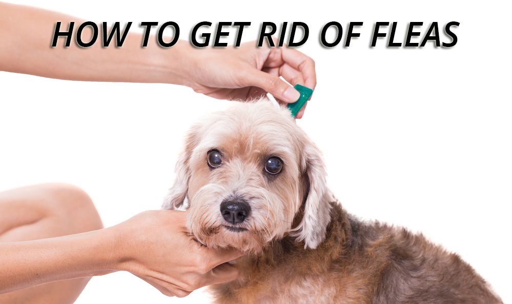Getting Rid of Fleas Tips & Flea Treatment Methods that Work