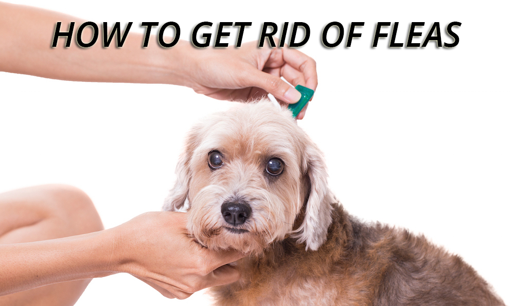 Dog being groomed for tick and flea prevention