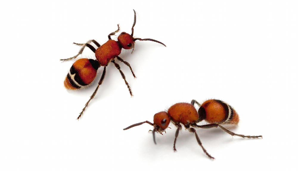 Velvet Ants