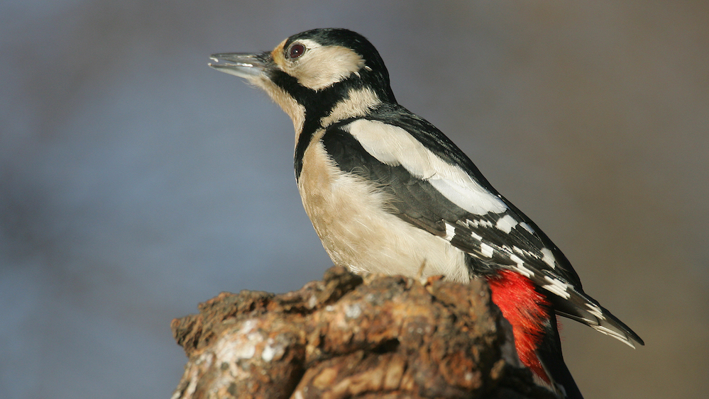 woodpeckers