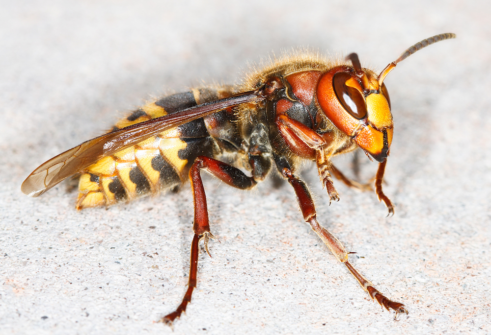 European Wasp European Wasp