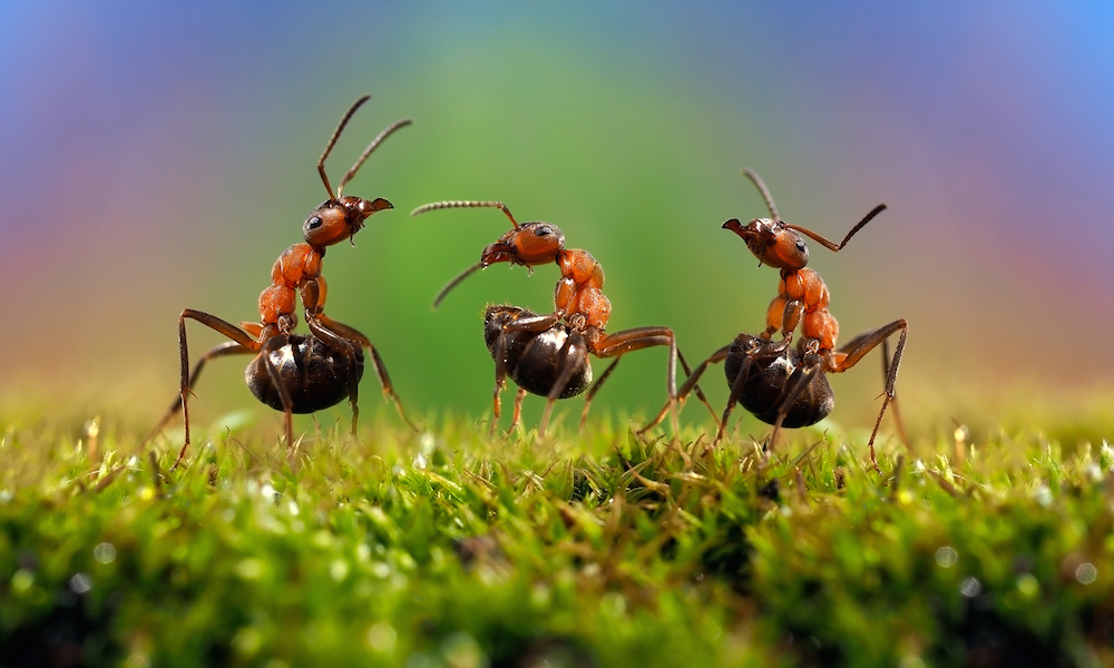 three ants crawling on grass with a blurred rainbow colored backdrop