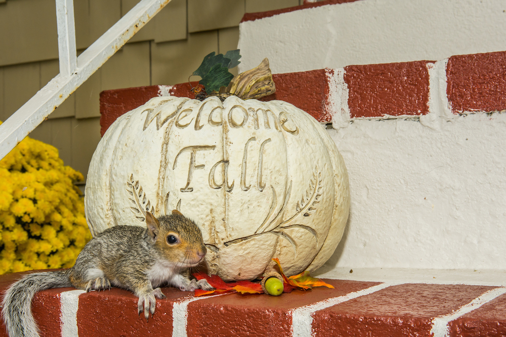 A squirrel on a brick porch sitting next to a white pumpkin with the text welcome fall carved into it
