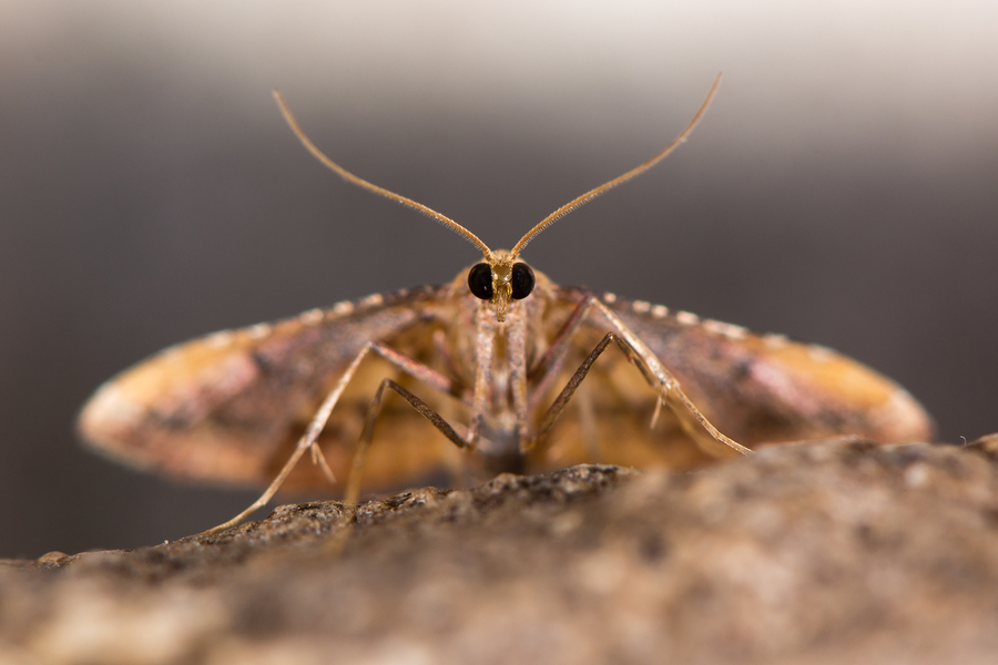 Close-up of a moth on a branch