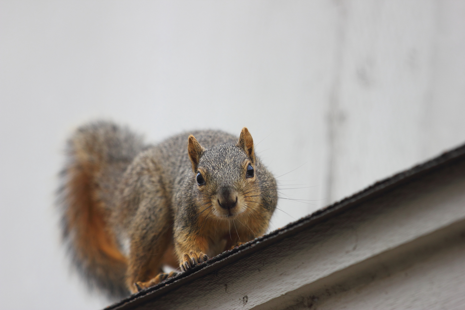 getting rid of squirrels